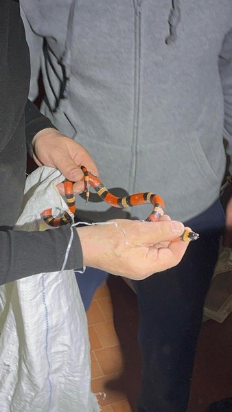 змія Гондураська королівська змія знайшлася в пральній машинці